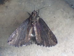 Ercheia