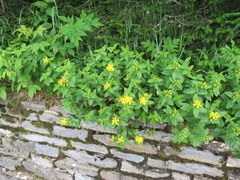 Hypericum graveolens