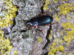 Ophonus azureus