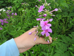 Phlox ovata