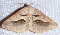 Digrammia subminiata