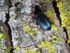 Ophonus azureus