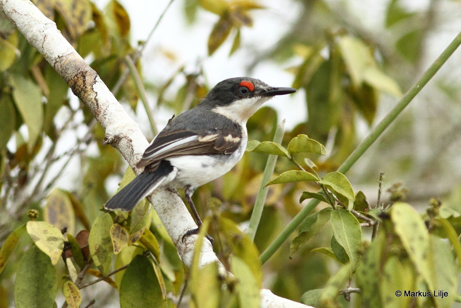 White-fronted Wattle-eye illustration