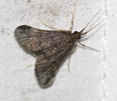 Piletocera macroperalis
