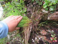 Carex misera