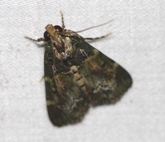 Orthaga atribasalis