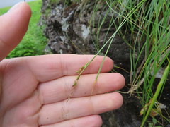 Carex misera