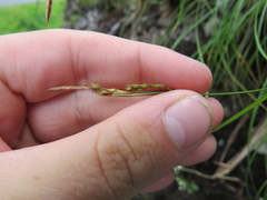 Carex misera