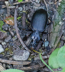 Scaphinotus relictus