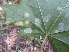 Phyllonorycter joannisi