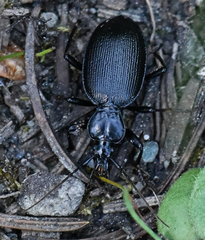 Scaphinotus relictus