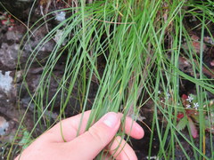 Carex misera