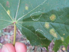 Phyllonorycter joannisi