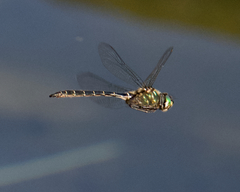 Somatochlora albicincta