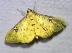 Archernis callixantha