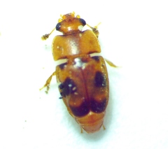 Epuraea ocularis