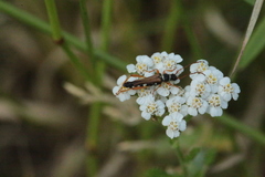 Stenopterus flavicornis
