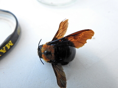 Xylocopa flavorufa
