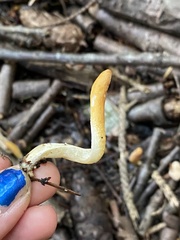 Trichoderma leucopus