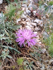 Centaurea ambigua