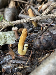 Trichoderma leucopus