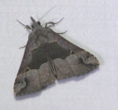 Hypena gonospilalis