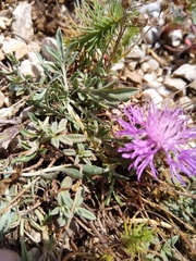 Centaurea ambigua