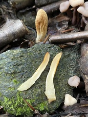 Trichoderma leucopus