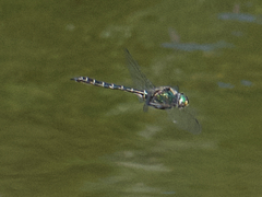 Somatochlora albicincta