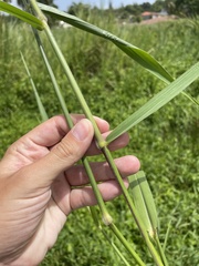 Urochloa polystachya