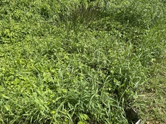 Urochloa polystachya