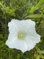 Calystegia sepium limnophila