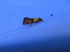 Oecophorinae