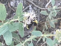 Bombus californicus