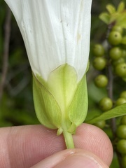 Calystegia sepium limnophila