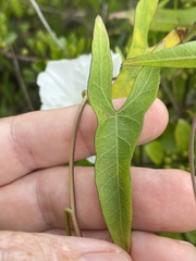 Calystegia sepium limnophila