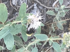 Bombus californicus