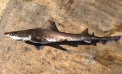 Mustelus henlei