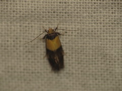 Oecophorinae
