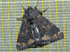 Catephia alchymista
