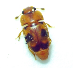 Epuraea ocularis