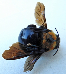 Xylocopa flavorufa
