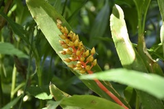Aechmea ramosa