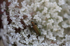 Chrysanthia viridissima