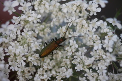 Chrysanthia viridissima