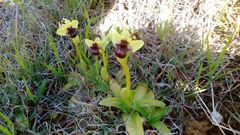Ophrys bombyliflora