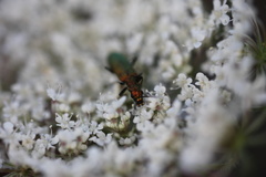 Chrysanthia viridissima