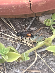 Palmodes occitanicus