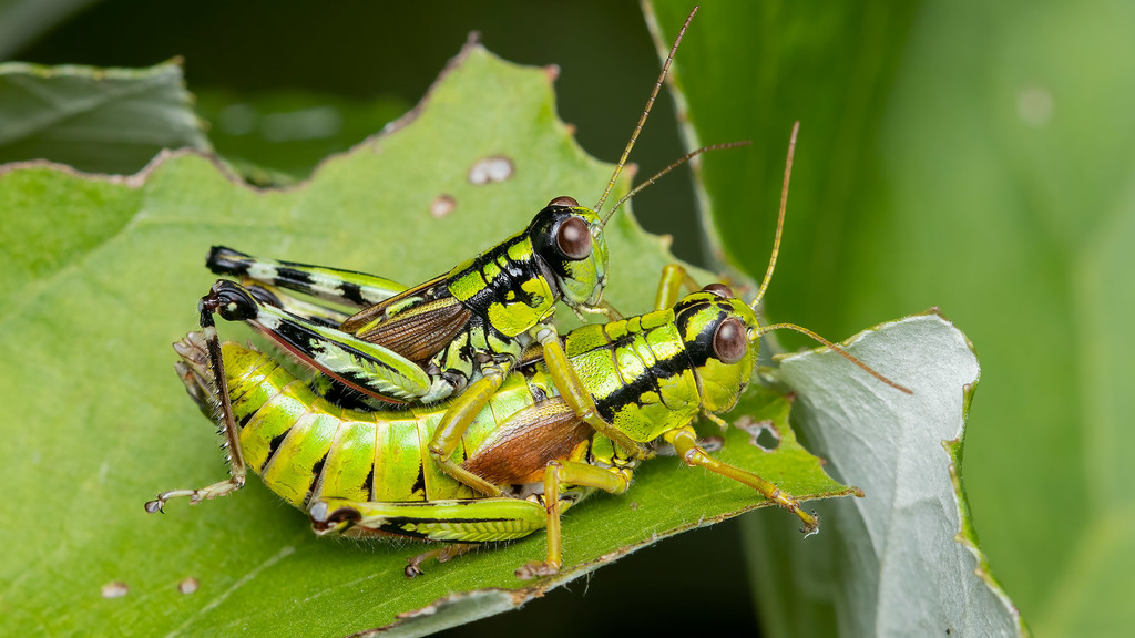 Green Mountain Grasshopper (Heuschrecken (Orthoptera: Saltatoria) in ...