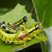 Green Mountain Grasshopper - Photo (c) Per Hoffmann Olsen, some rights reserved (CC BY-NC), uploaded by Per Hoffmann Olsen